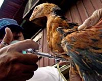 Canopus Biopharma Chinese Researcher Team Up To Treat Avian Influenza