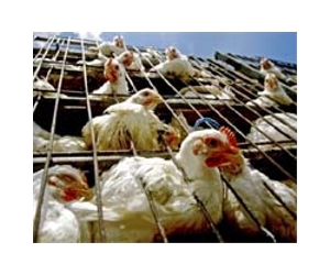 Japan culls 23,000 chickens to contain bird flu