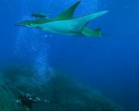 Tags Reveal Chilean Devil Rays Are Among Ocean's Deepest Divers
