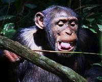 Evidence of cultural diversification between neighboring chimp communities