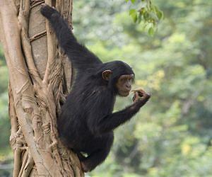 Junk DNA Defines Differences Between Humans and Chimps