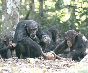 Jane Goodall: chimp scientist turned activist
