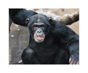 Apes Unwilling To Gamble When Odds Are Uncertain