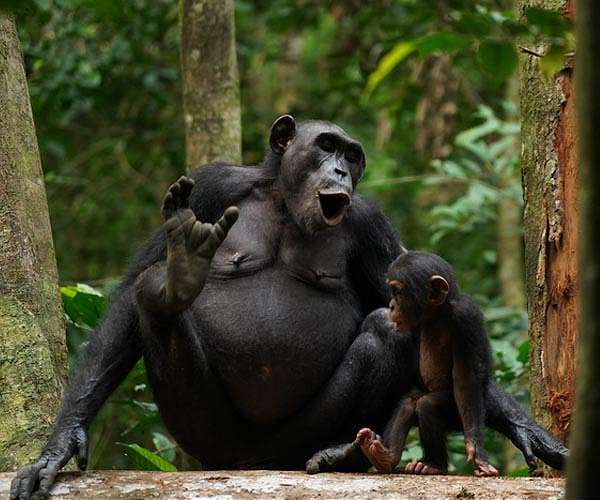 Climate Change Threatens African Wildlife, Impacting Great Apes and Elephants