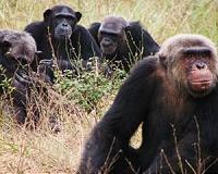 'Slavery' driving apes to extinction: experts