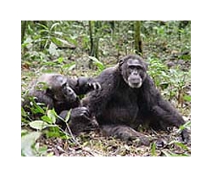 Study Finds Primates Age Gracefully