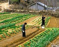 UN food body to help farmers fight climate change
