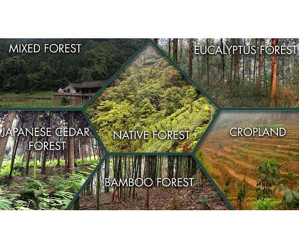 Global Reforestation Efforts Must Prioritize Biodiversity, Warns Expert