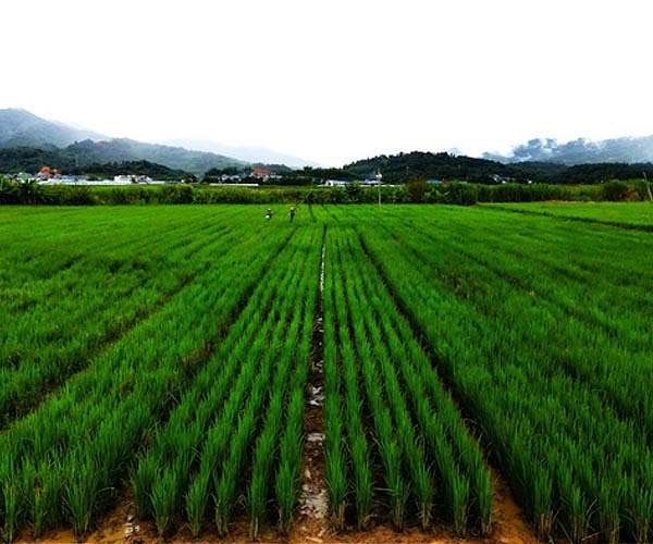China to tax Taiwanese agricultural imports
