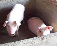 Chemists Get Scoop on Crude Oil From Pig Manure