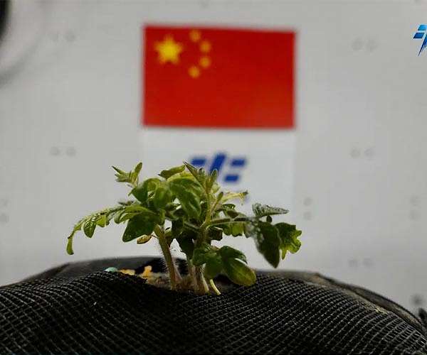 Plant on China's Shenzhou-15 spaceship begins growing