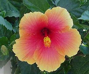 High Nitrogen Fertilizers Tested On Post-Transplant Ornamentals