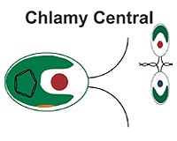 Chlamy Genome Holds Clues For Renewable Energy, The Environment And Human Health
