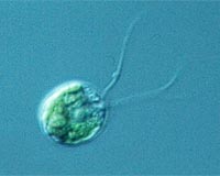 Green Alga Genome Project Catalogs Carbon Capture Machinery