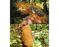 Amazonian bird chick mimics toxic caterpillar to avoid being eaten