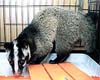 Illegal Wildlife Trade In China Undiminished By Bans And Health Threats