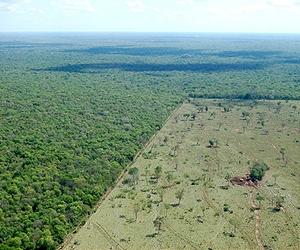 Ecologists fume as Brazil Senate OKs forestry reform