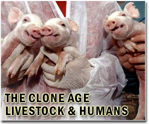 China clones castrated quake hero pig