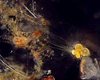 Ice Age Antarctic Ocean gives clue to 'missing' atmospheric carbon dioxide