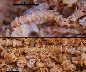 New Fossil Species Found In Spain