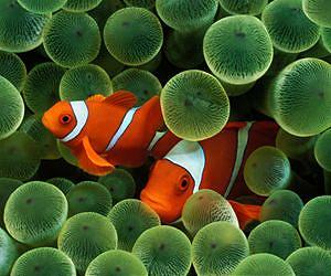 Why fish talk