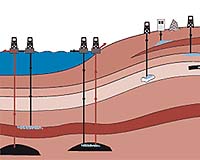 Incentives For Carbon Sequestration May Not Protect Species