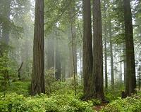 Sean Parker to pay fines and build app for Big Sur wedding damages