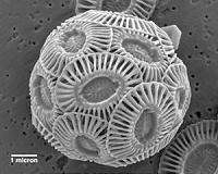 Rapid plankton growth in ocean seen as sign of carbon dioxide loading