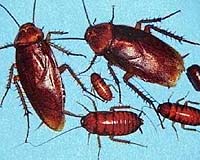 Biologists Discover 'Death Stench' Is A Universal Ancient Warning Signal