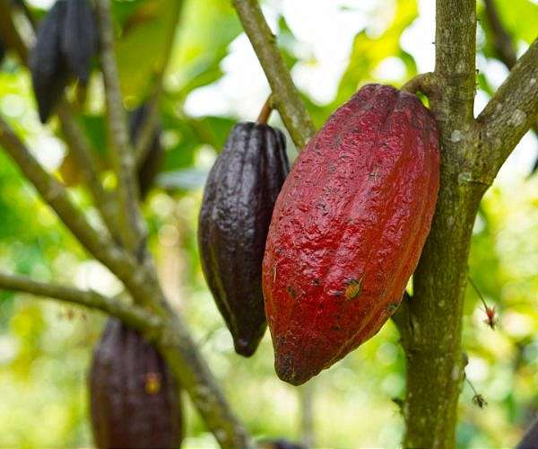 Top producer Ivory Coast fears for cocoa output after rains
