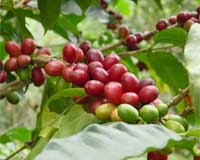 Brazil coffee production struggles after drought