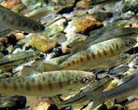 Atlantic salmon use magnetic fields to navigate, even when landlocked