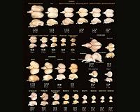 Study gives new meaning to the term 'bird brain'