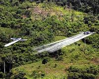 Study details links between coca, conflict, deforestation in Colombia