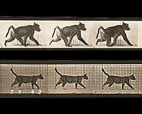 Walking on all fours is not backward evolution