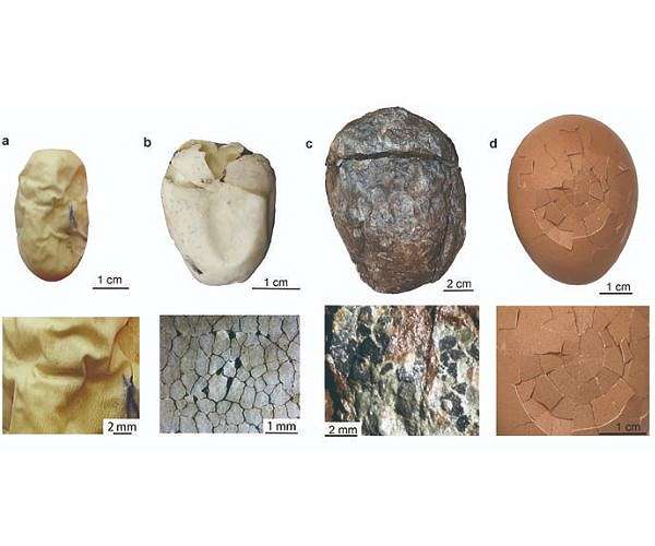 The first dinosaur egg was leathery