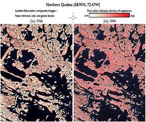 Study Shows More Shrubbery in a Warming World