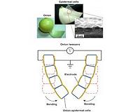 Artificial muscles created from gold-plated onion cells