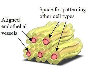 An Organized Approach to 3D Tissue Engineering