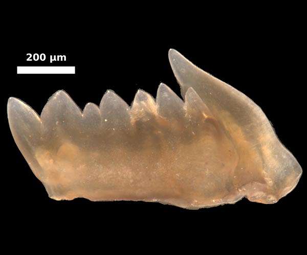 Teeth from eel-like conodonts offer new proof of parallel evolution