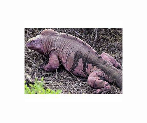 Ecotourism giving rare iguanas a sweet tooth