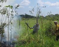Amazon peoples change ancestral ways to save forest