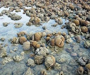 Life Can Be Resilience In Face Of Future Global Warming