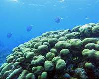 'Coral ticks' suck the life out of degraded coral