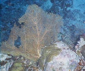 Corals 'could survive a more acidic ocean'