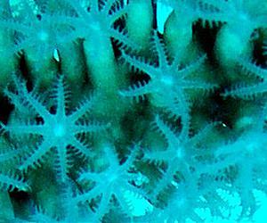 LSU Professor Discovers How New Corals Species Form in the Ocean