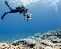 Only 1 pct of Japan's biggest coral reef healthy: survey