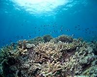 New climate projections paint bleak future for tropical coral reefs