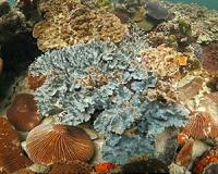 Hitchhiking to Caribbean coral