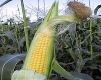 EU set to OK new GM corn after Germany drops objection